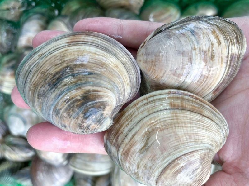 Ngao mỡ nhập khẩu