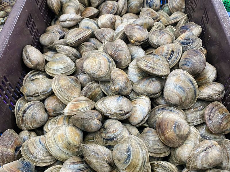 Ngao mỡ nhập khẩu