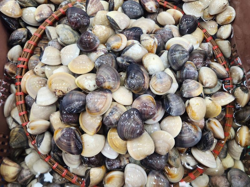 Nghêu đen tươi sống