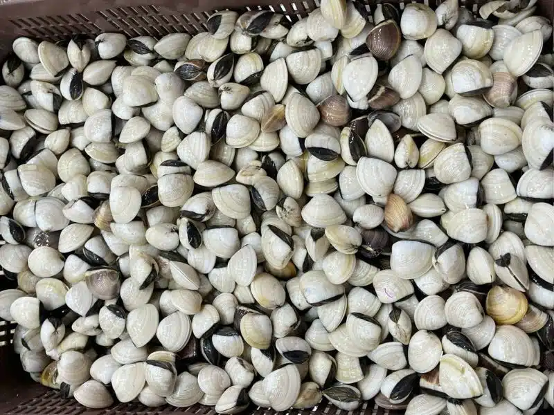 Nghêu Gò Công