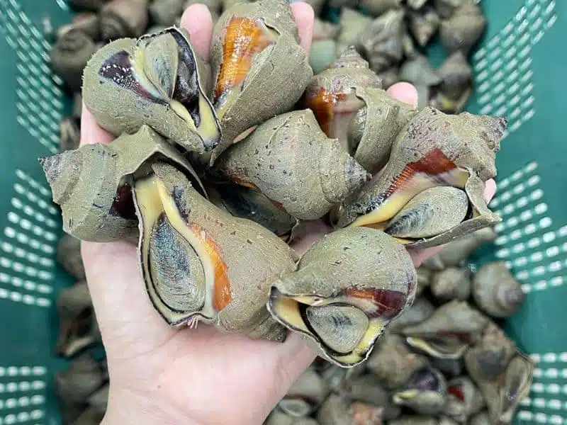 ốc búa sống