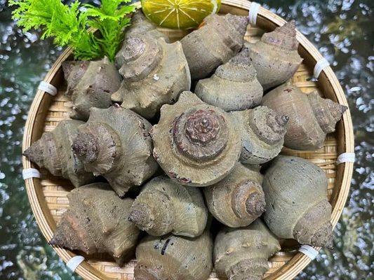 ốc búa sống