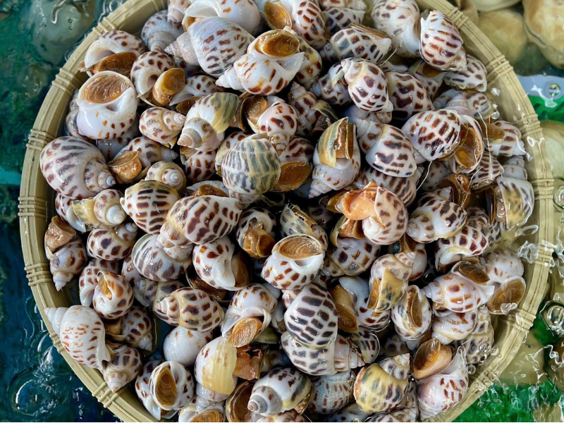 ốc hương biển sống