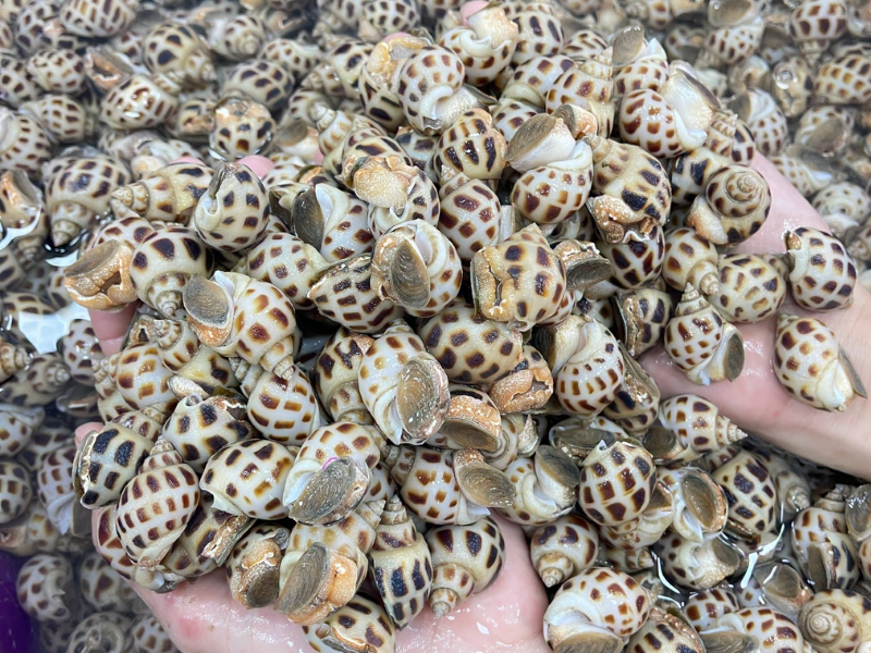 Ốc hương sống
