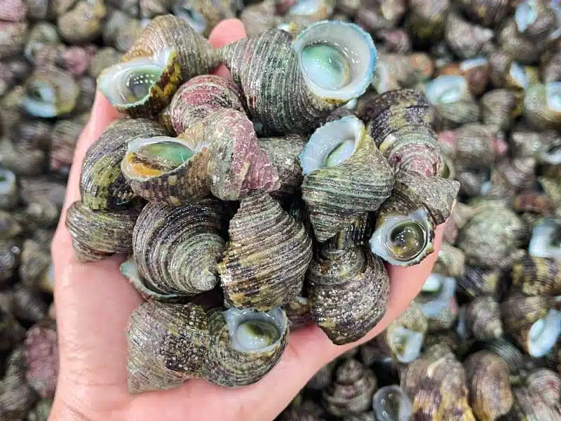 ốc mắt ngọc sống