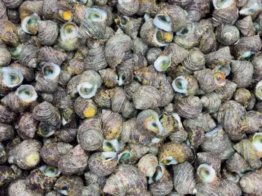 ốc mắt ngọc sống