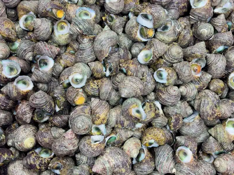 ốc mắt ngọc sống
