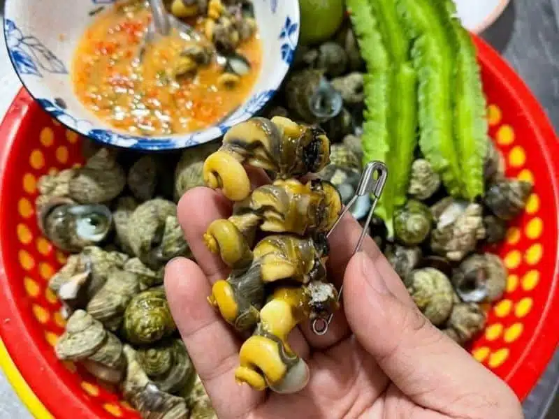 ốc mắt ngọc sống