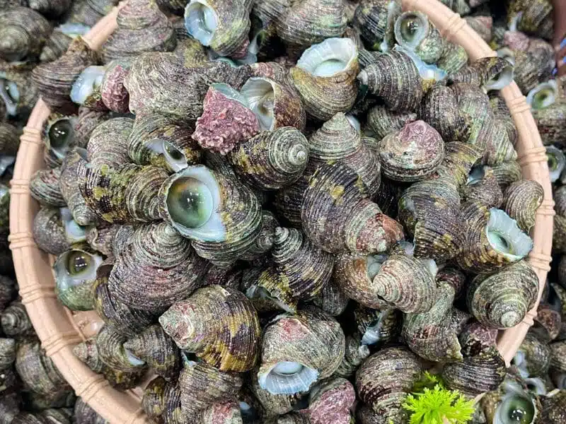 ốc mắt ngọc sống