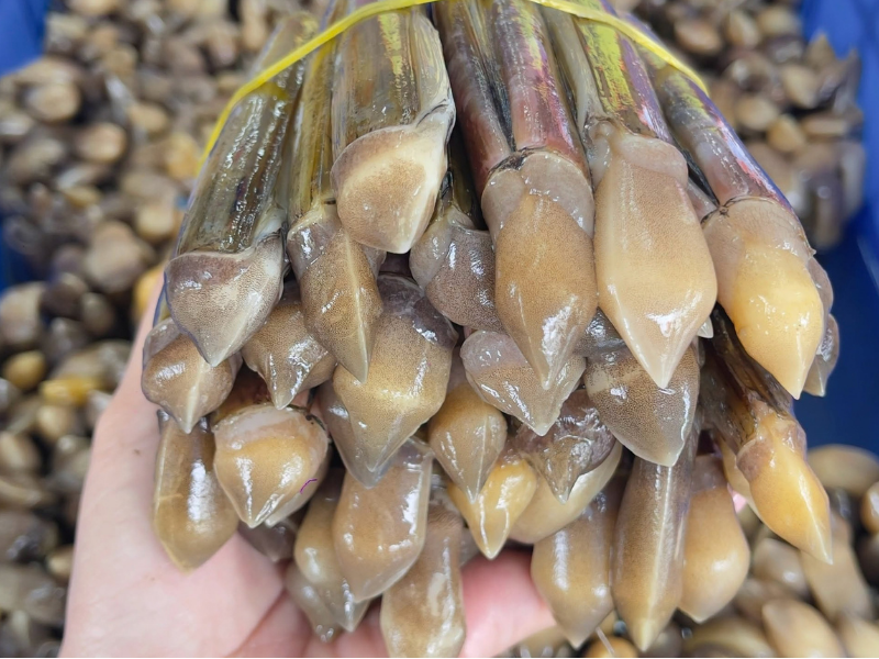 ốc móng tay sống