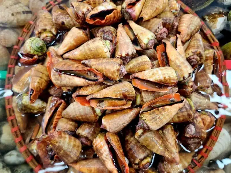 ốc nhảy đỏ sống