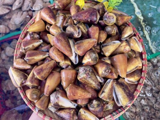 Ốc ụ vàng tươi sống