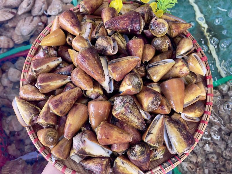 Ốc ụ vàng tươi sống