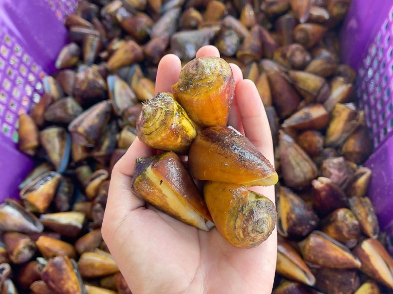 Ốc ụ vàng tươi sống