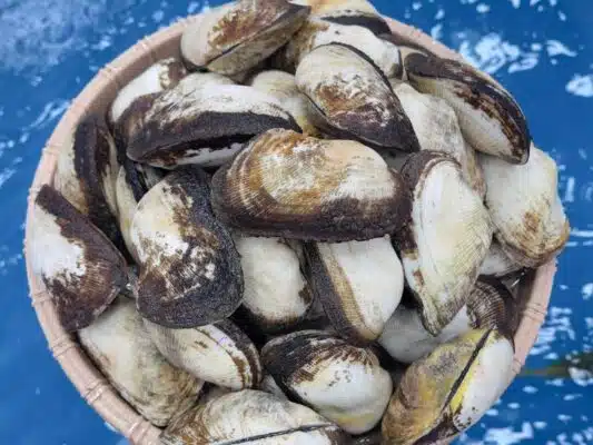 sò dẹo sống