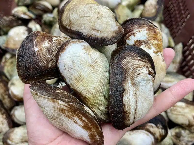sò dẹo sống