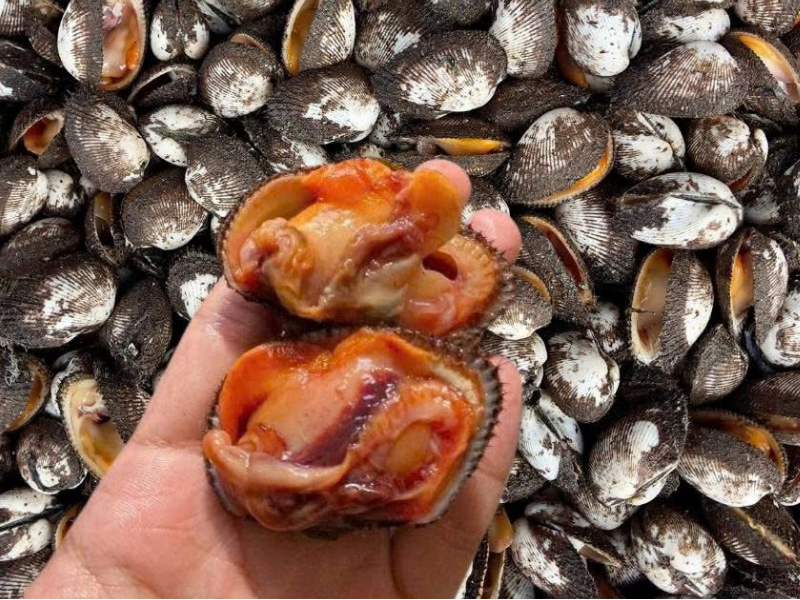 Sò Lông Phan Thiết Sống