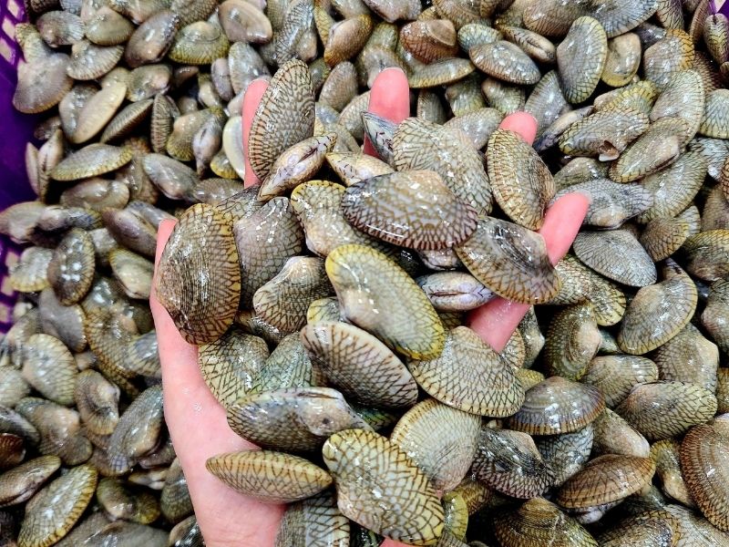 Sò lụa xanh