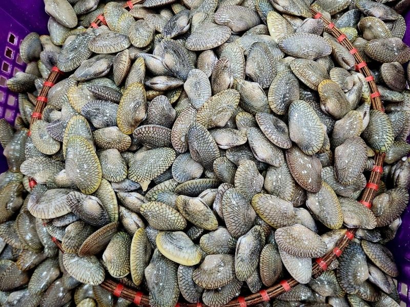 Sò lụa xanh