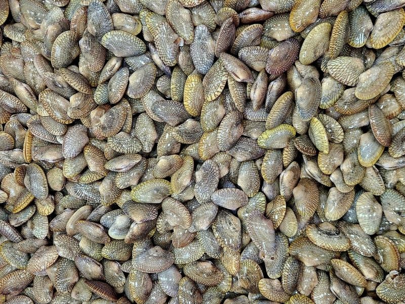 Sò lụa xanh