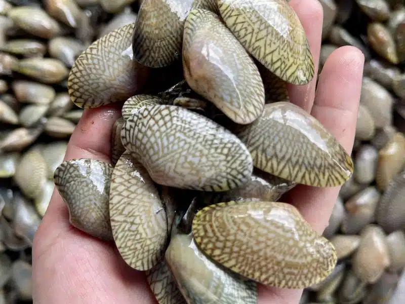 sò lụa xanh sống