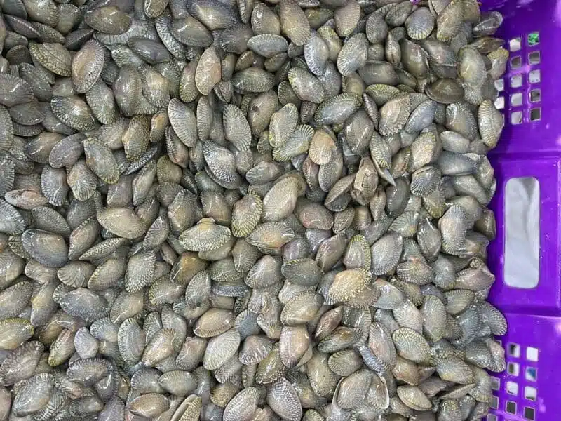 sò lụa xanh sống