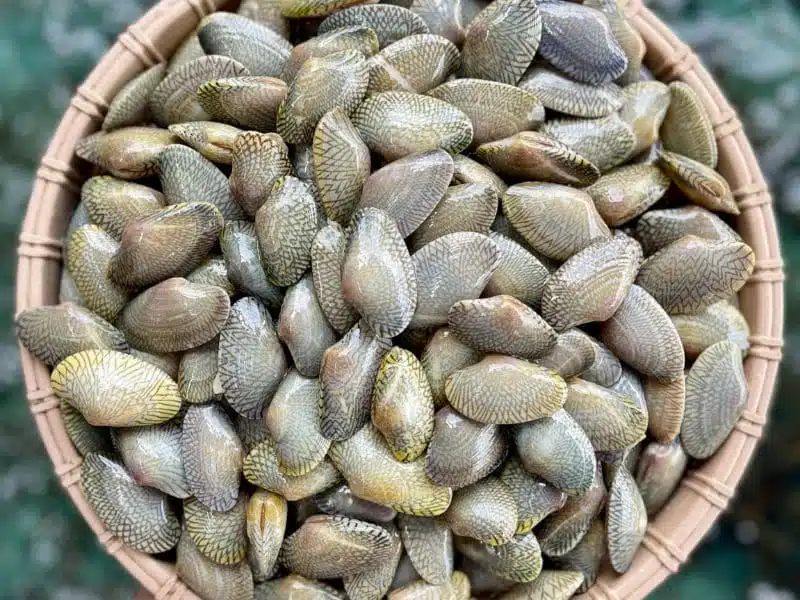 sò lụa xanh sống