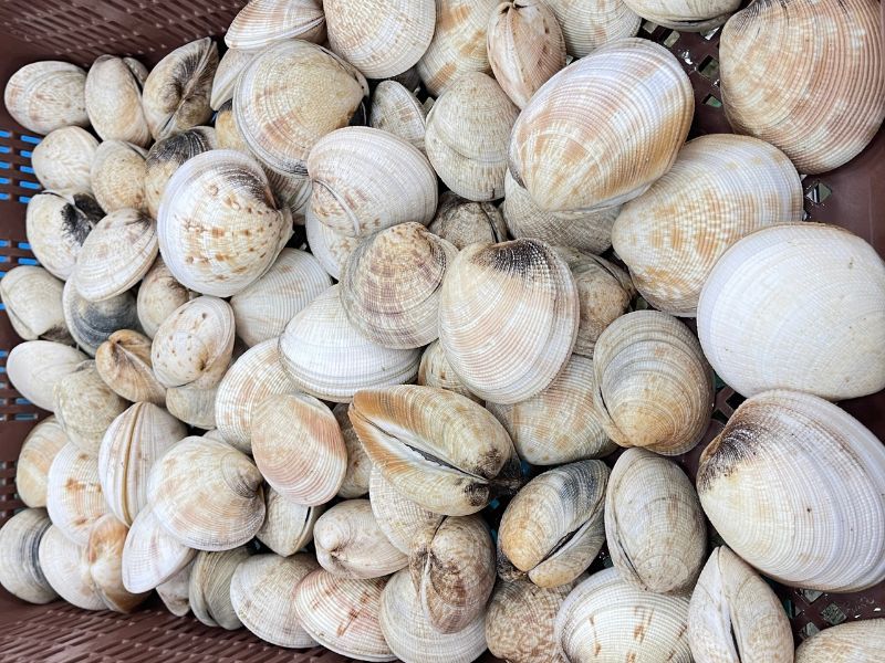 Sò tộ sống