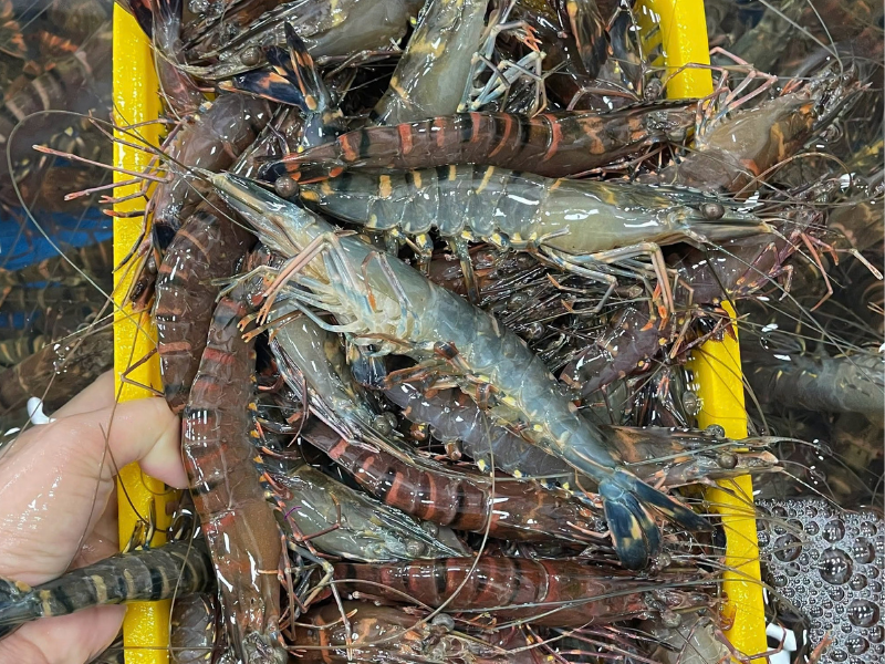 Tôm Sú Sống