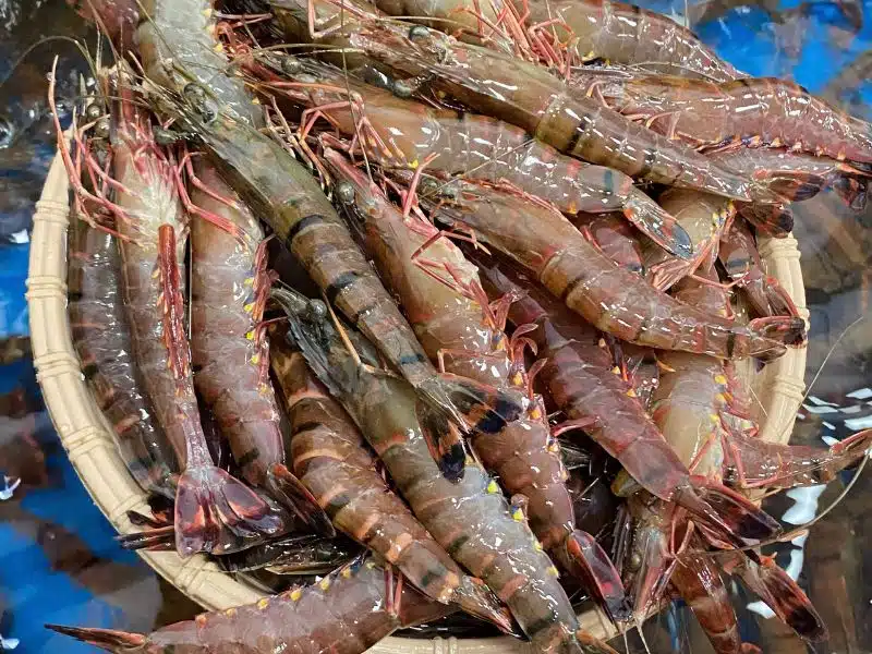 tôm sú sống