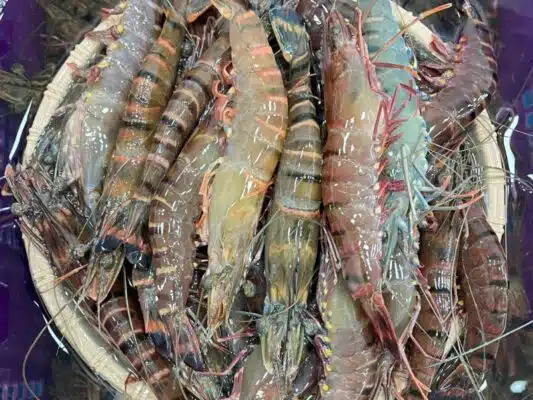 tôm sú sống