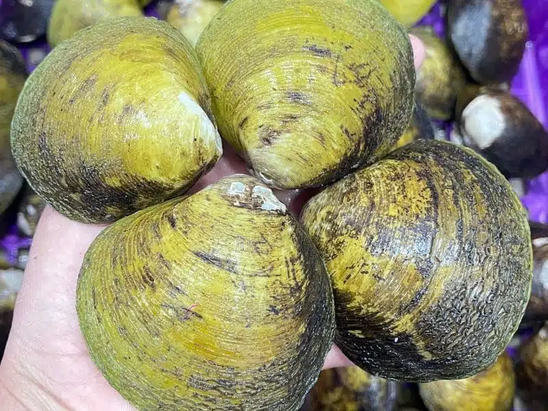 vọp vàng sống