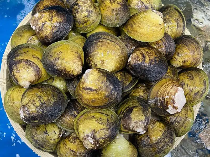 vọp vàng sống