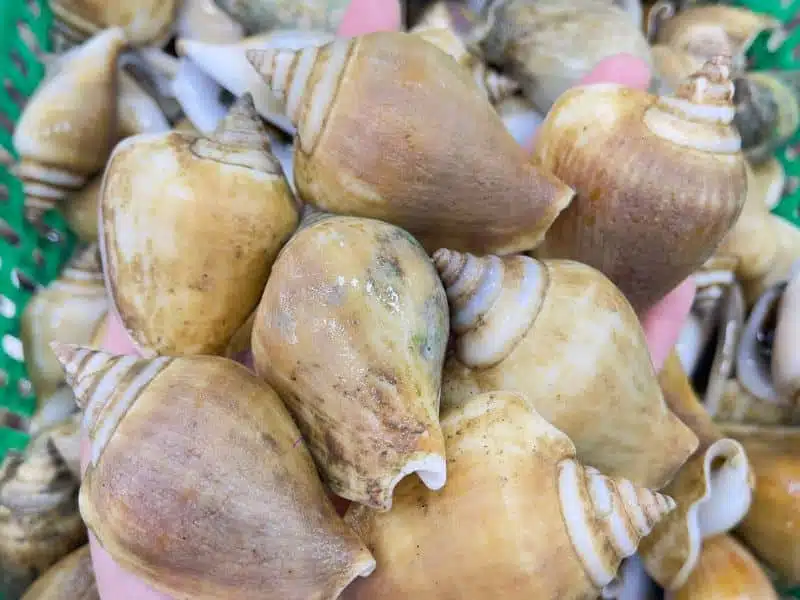 Vua Ốc Nhảy