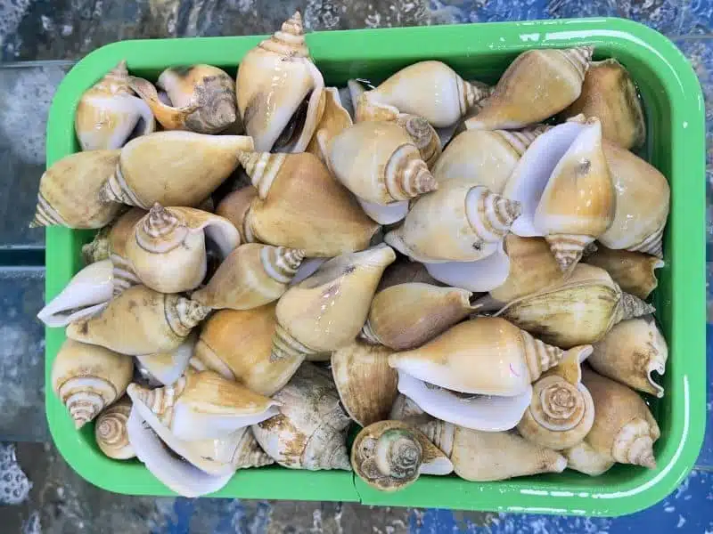 Vua Ốc Nhảy