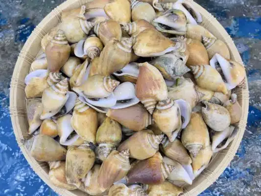 Vua Ốc Nhảy
