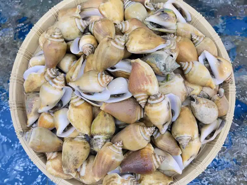 Vua Ốc Nhảy